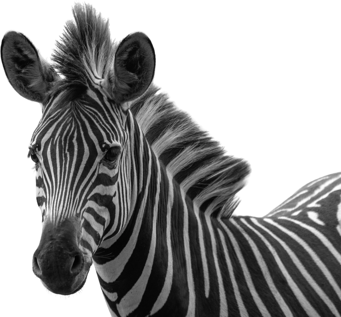 TNTOS-Zebra, das Maskottchen des Podcasts